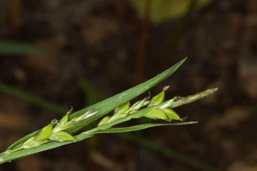 Carex careyana #9
